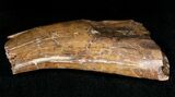 Large Partial Tyrannosaur Tooth - Montana #17627-2
